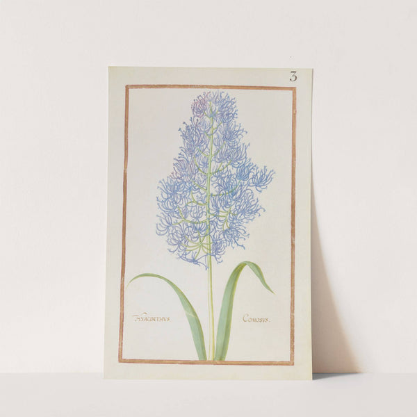 Hyacinthus comosus (1624) by Daniel Rabel