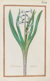 Hyacinthus indicus (1624)