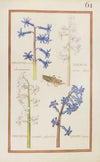 Hyacinthus orien. odoratissimus ; hyacinthus orient. albus ; hyacinthus orientalis polyanthos ; hyacin. orient (1624)