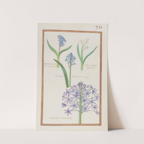 Hyacinthus stellaris germanicus ; hyacin. stellaris germanicus ; hyacinthus stellaris cynericeus major ; hyacintus peruvanus (1624) by Daniel Rabel