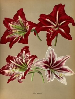 Hybrid Amaryllis. (1872-1881)
