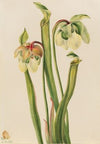 Hybrid Pitcherplant (Sarracenia minor) (1930)