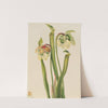 Hybrid Pitcherplant (Sarracenia minor) (1930) by Mary Vaux Walcott