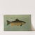 Hybrid Trout — Cross of the Lake and Brook Trout. (1898) by John L. Petrie