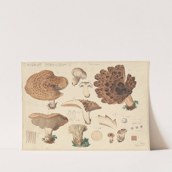 Hydnum imbricatus L. (1915-1945) by Hans Walty