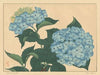 Hydrangea