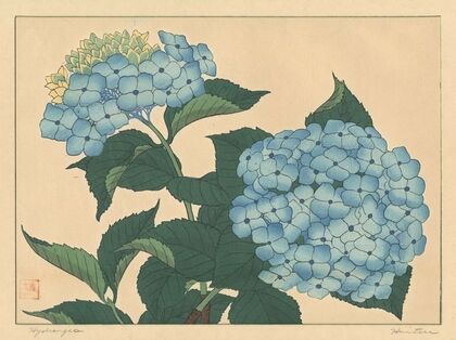 Hydrangea