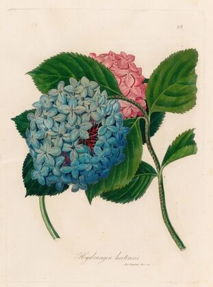 Hydrangea hortensis (1818-1824)
