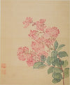 Hydrangea