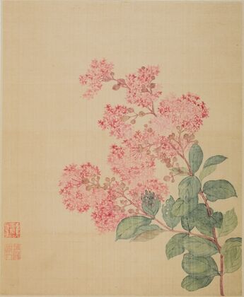 Hydrangea