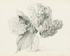 Hydrangeas in a vase