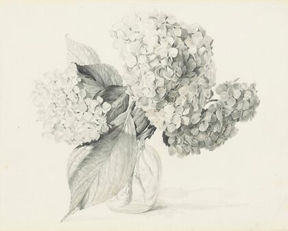 Hydrangeas in a vase