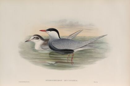 Hydrochelidon leucopareia. Whiskered Tern. (1862-1873)