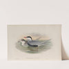 Hydrochelidon leucopareia. Whiskered Tern. (1862-1873) by John Gould