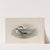 Hydrochelidon leucopareia. Whiskered Tern. (1862-1873) by John Gould