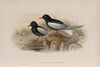 Hydrochelidon leucoptera. White-winged Tern. (1862-1873)