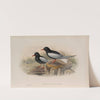 Hydrochelidon leucoptera. White-winged Tern. (1862-1873) by John Gould