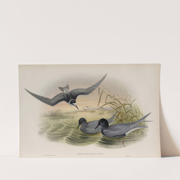 Hydrochelidon nigra. Black Tern. (1862-1873) by John Gould