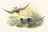 Hydrochelidon nigra
