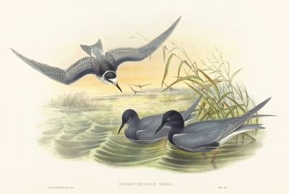 Hydrochelidon nigra
