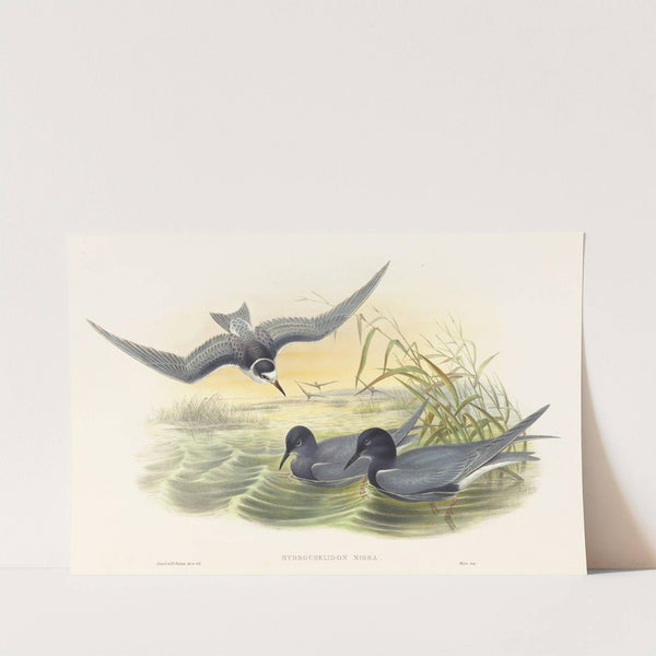 Hydrochelidon nigra by John Gould