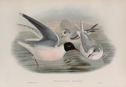 Hydrocoloeus minutus. Little Gull. (1862-1873)