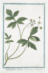 Hydrophyllon Morini Hort