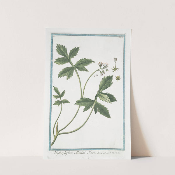 Hydrophyllon Morini Hort by Giorgio Bonelli