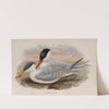 Hydroprogne caspia. Caspian Tern. (1862-1873) by John Gould
