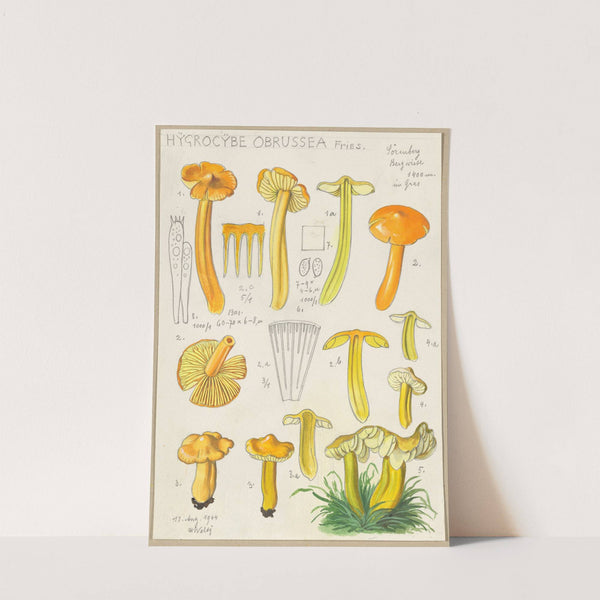 Hygrocybe obrussea Fries. (1915-1945) by Hans Walty