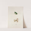 Hyla viridis by John Edwards Holbrook