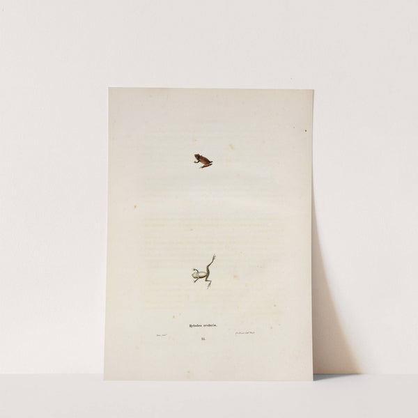 Hylodes ocularis by John Edwards Holbrook