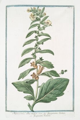 Hyoacyamus albus major – Jusquiamo bianco – Jusquiame blanche. (Russian henbane or White henbane)