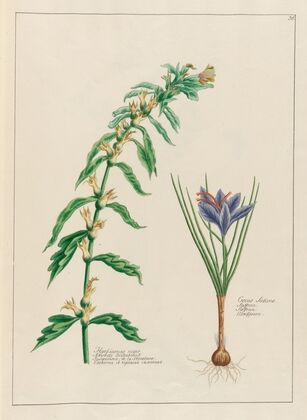 Hyosciamus niger … [and] Crocus Sativus (1797–1810)