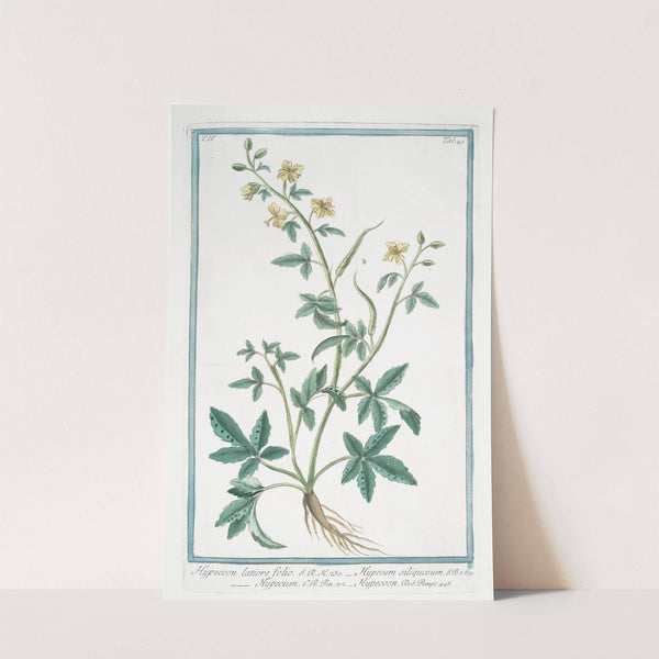 Hypecoon lattiore folio - Hypecum siliquosum - Hypecum - Hypecooon by Giorgio Bonelli