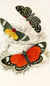 Hypercampa Sybaris, Callimorpha Helcita, Callimorpha Phileta