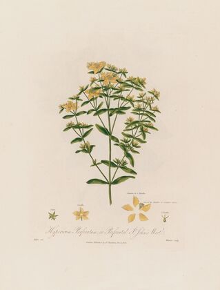 Hypericum Perforatum ; or Perforated St. John’s Wort (1799–1810)