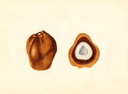 Hyphaene thebaica