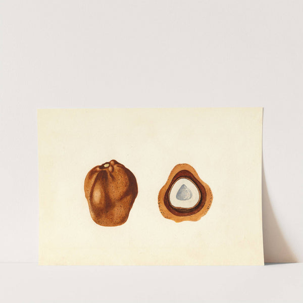 Hyphaene thebaica by James Marion Shull