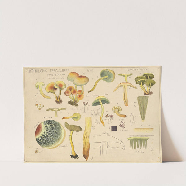 Hypholoma fasciculare Huds. Bolt 1791. (1915-1945) by Hans Walty