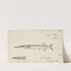 Hyporhamphus melanochir (Tas) : Southern Sea Garfish (1869) by Frank Edward Clarke