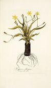 Hypoxis obliqua