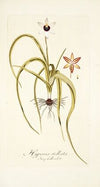 Hypoxis stellata