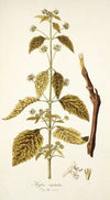 Hyptis capitata