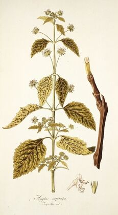 Hyptis capitata