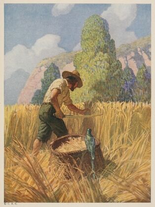 I reaped it my way, for I cut nothing off but the ears, and carried it away in a great basket which I had made