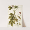 Iatropha gossypifolia (1781-1793) by Nikolaus Joseph Freiherr von Jacquin