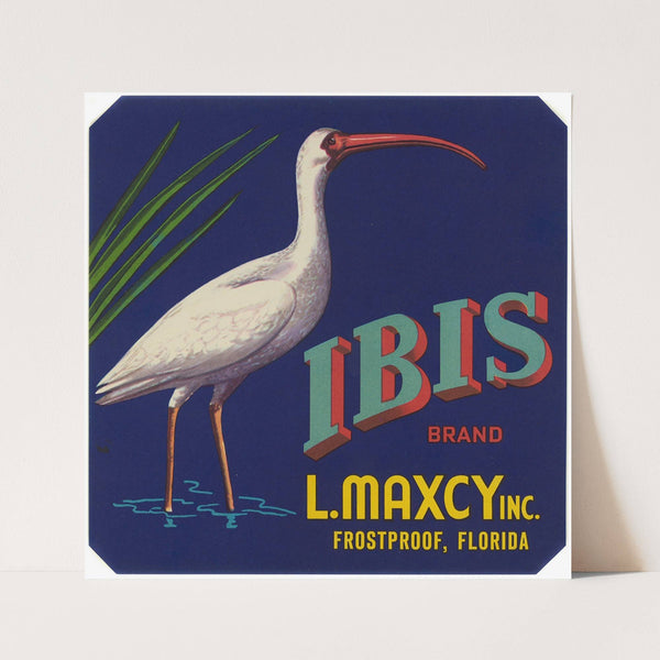 Ibis Brand Fruit Label (1930-1950)