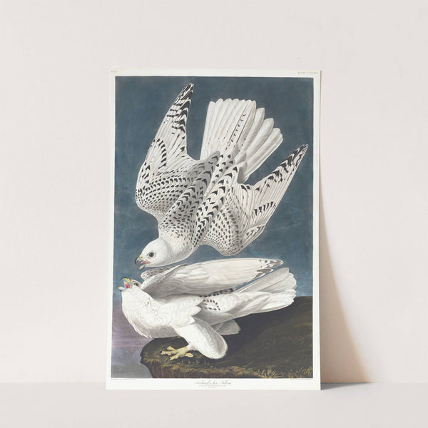 Iceland or jer falcon by John James Audubon