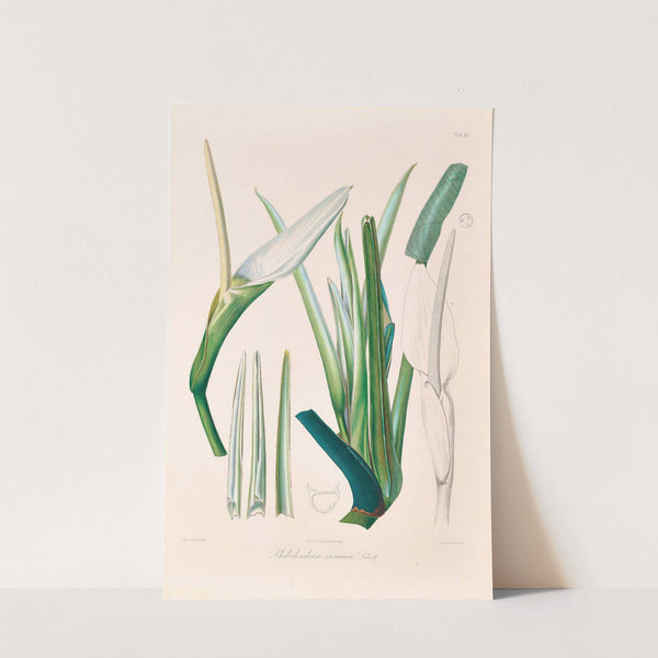 Icones Aroidearum Pl.03 (1857) by Heinrich Wilhelm Schott